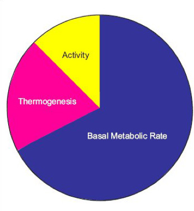 which rat had the fastest basal metabolic rate bmr which rat had the fastest basal metabolic rate bmr