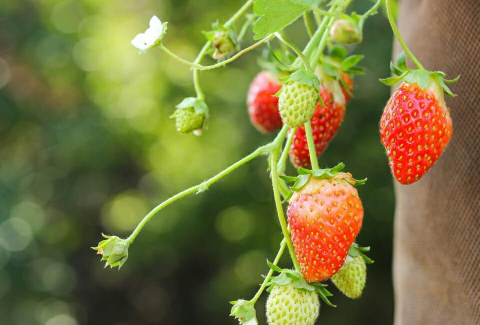 strawberry plant